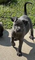 Max, a female American Staffordshire Terrier and American Bully for sale in Hartsville, SC – 2 of 6