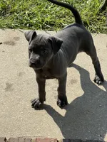 Max, a female American Staffordshire Terrier and American Bully for sale in Hartsville, SC – 3 of 6