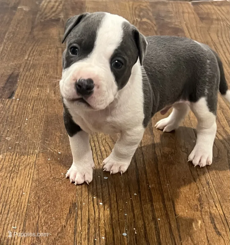 Dustin – American Bully puppy for sale in Hartsville, SC