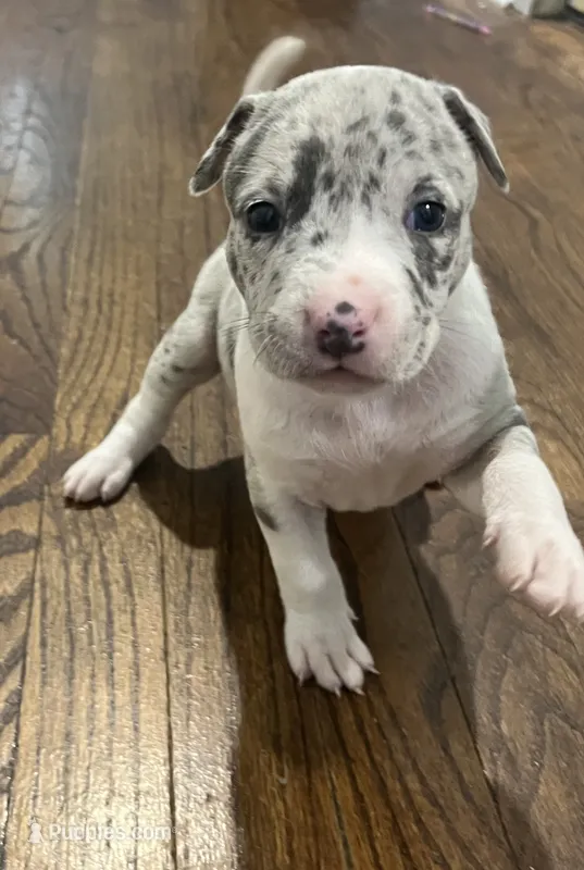 Eleven – American Bully puppy for sale in Hartsville, SC