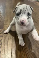 Eleven, a female American Staffordshire Terrier and American Bully for sale in Hartsville, SC – 5 of 6