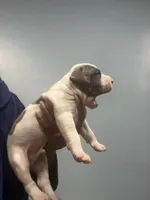 Will, a male American Bully for sale in Hartsville, SC – 2 of 2