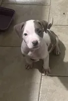 Wishbone, a male American Staffordshire Terrier for sale in Hartsville, SC – 2 of 3