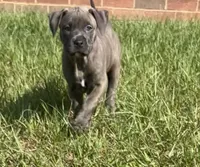 Nancy, a female American Staffordshire Terrier and American Bully for sale in Hartsville, SC – 7 of 7
