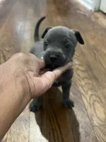 Max, a female American Staffordshire Terrier and American Bully for sale in Hartsville, SC – 6 of 6