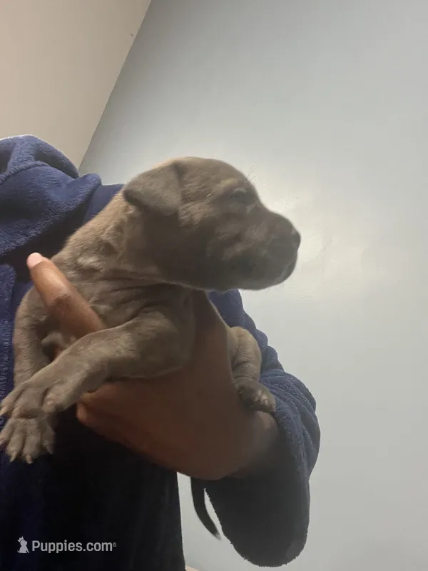 Nancy – American Bully puppy for sale in Hartsville, SC
