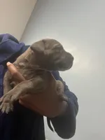 Nancy, a female American Bully for sale in Hartsville, SC – 1 of 2