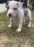 Will, a male American Staffordshire Terrier and American Bully for sale in Hartsville, SC – 2 of 8