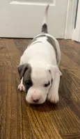 Will, a male American Staffordshire Terrier and American Bully for sale in Hartsville, SC – 8 of 8