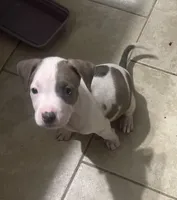 Wishbone, a male American Staffordshire Terrier for sale in Hartsville, SC – 3 of 3
