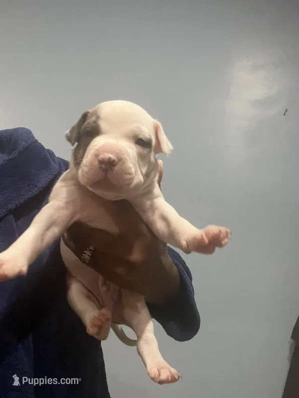 Will – American Bully puppy for sale in Hartsville, SC