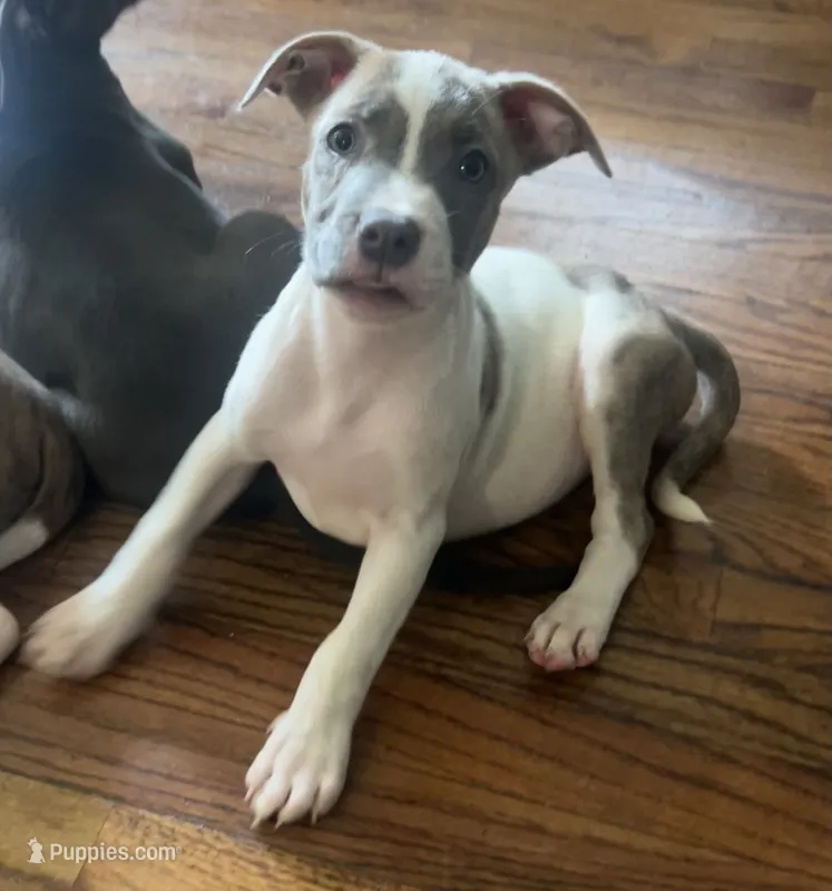 Tiny Ma  – American Staffordshire Terrier puppy for sale in Hartsville, SC