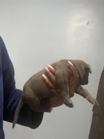 Nancy, a female American Bully for sale in Hartsville, SC – 2 of 2