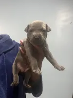 Max, a female American Bully for sale in Hartsville, SC – 2 of 2