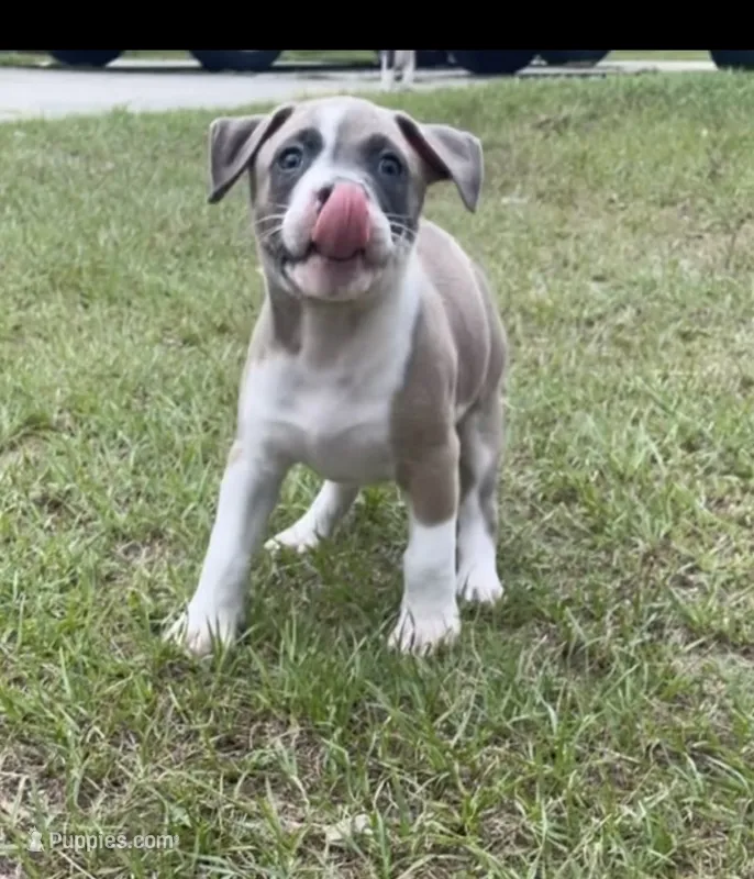 Lucus – American Bully puppy for sale in Hartsville, SC