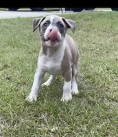 Lucus, a male American Staffordshire Terrier and American Bully for sale in Hartsville, SC – 3 of 7