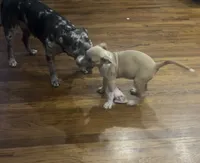 Italia , a female American Staffordshire Terrier for sale in Hartsville, SC – 3 of 3