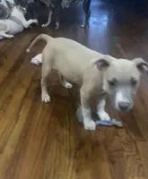 Italia , a female American Staffordshire Terrier for sale in Hartsville, SC – 1 of 3
