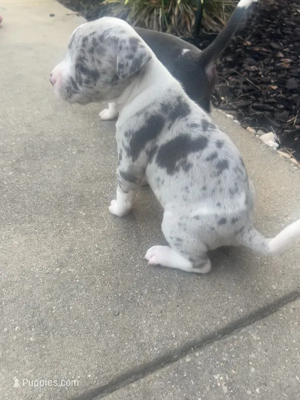Eleven – American Bully puppy for sale in Hartsville, SC
