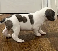 Will, a male American Staffordshire Terrier and American Bully for sale in Hartsville, SC – 4 of 8
