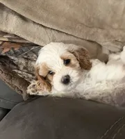 Frosty, a male Cockapoo for sale in Water Valley, MS – 2 of 6
