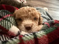 Teddy , a male Cockapoo for sale in Water Valley, MS – 7 of 10