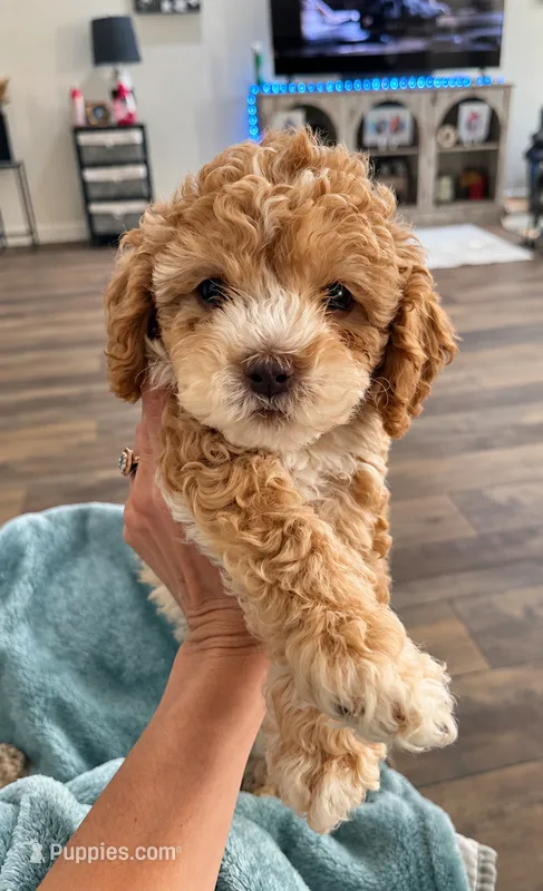 Teddy  – Cockapoo puppy for sale in Water Valley, MS