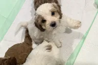 Frosty, a male Cockapoo for sale in Water Valley, MS – 6 of 6