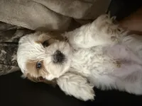 Frosty, a male Cockapoo for sale in Water Valley, MS – 3 of 6