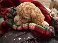 Teddy , a male Cockapoo for sale in Water Valley, MS – 2 of 10