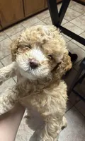 Teddy , a male Cockapoo for sale in Water Valley, MS – 5 of 10