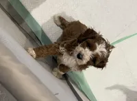 Chocolate , a male Cockapoo for sale in Water Valley, MS – 7 of 7