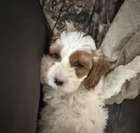 Snow, a male Cockapoo for sale in Water Valley, MS – 3 of 9