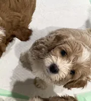 Oakley, a male Cockapoo for sale in Water Valley, MS – 9 of 10