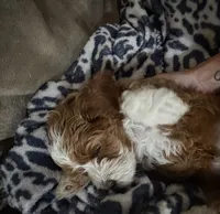 Chocolate , a male Cockapoo for sale in Water Valley, MS – 3 of 7