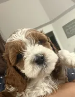 Chocolate , a male Cockapoo for sale in Water Valley, MS – 2 of 7