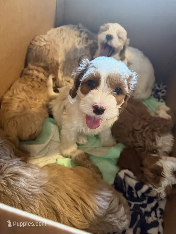 Snow – Cockapoo puppy for sale in Water Valley, MS