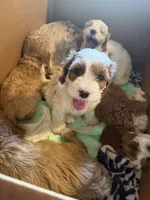 Snow, a male Cockapoo for sale in Water Valley, MS – 1 of 9