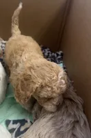 Teddy , a male Cockapoo for sale in Water Valley, MS – 9 of 10