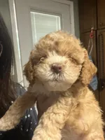 Teddy , a male Cockapoo for sale in Water Valley, MS – 8 of 10