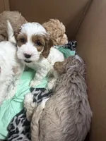 Snow, a male Cockapoo for sale in Water Valley, MS – 2 of 9