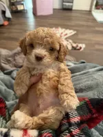 Teddy , a male Cockapoo for sale in Water Valley, MS – 4 of 10