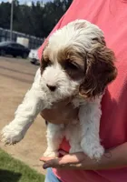 Snow, a male Cockapoo for sale in Water Valley, MS – 7 of 9