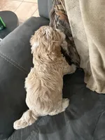 Oakley, a male Cockapoo for sale in Water Valley, MS – 3 of 10