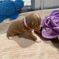 processed/4b8f720d-6725-4097-8065-c13f3b23fff0/listing/62a4ce7f-8c7e-4bea-91c4-5e5f19f1223f/8b73bbc2-a6a8-4ca1-b090-2c948f166ed5