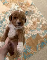 processed/4b8f720d-6725-4097-8065-c13f3b23fff0/listing/62a4ce7f-8c7e-4bea-91c4-5e5f19f1223f/90b7fec4-c088-4710-bfee-c41ca2af05c1