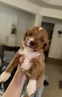 processed/4b8f720d-6725-4097-8065-c13f3b23fff0/listing/62a4ce7f-8c7e-4bea-91c4-5e5f19f1223f/e8ef76f0-1a10-4705-ac43-dc208d794744