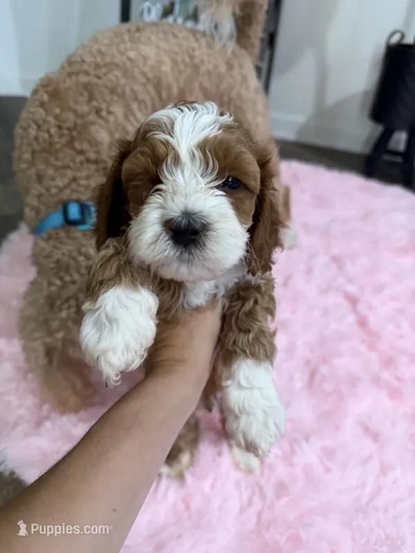 Chocolate  – Cockapoo puppy on hold in Water Valley, MS