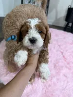 Chocolate , a male Cockapoo for sale in Water Valley, MS – 1 of 7