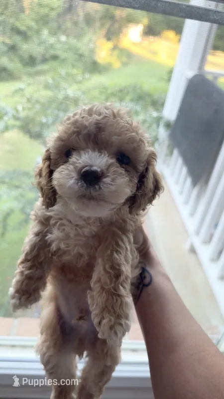 Teddy  – Cockapoo puppy for sale in Water Valley, MS
